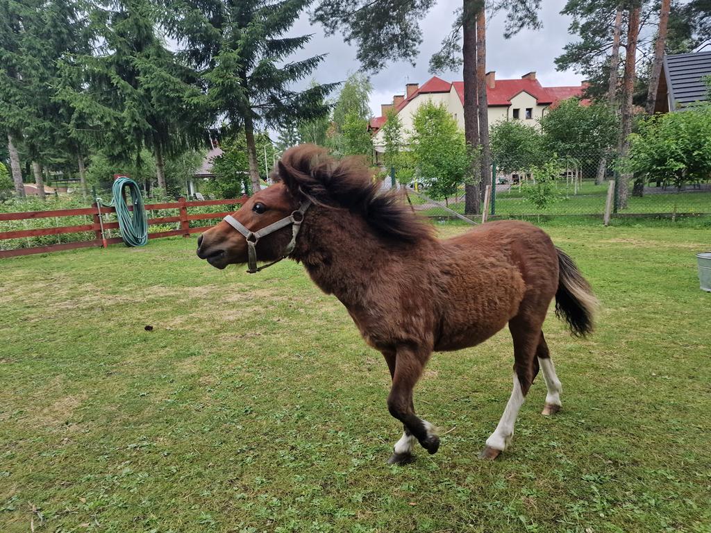 Nowy kucyk